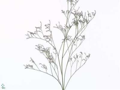 Limonium Safora Dark Blue