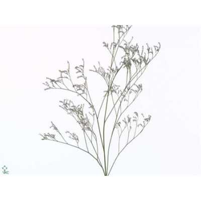 Limonium Safora Dark Blue