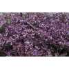 Limonium Safora Lilac