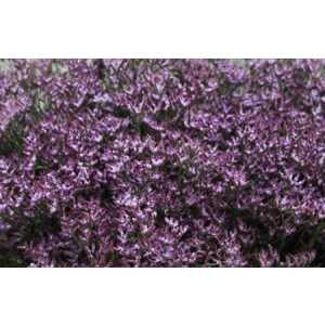 Limonium Safora Lilac