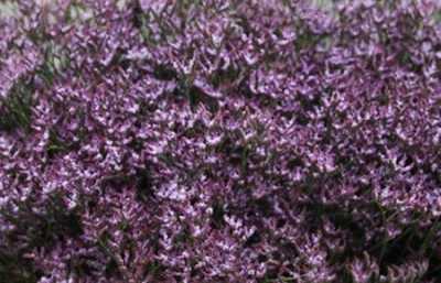 Limonium Safora Lilac