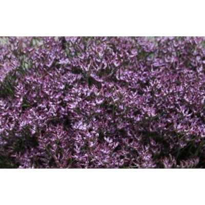 Limonium Safora Lilac