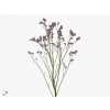 Limonium Silver Pink