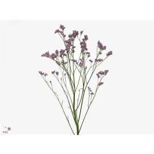 Limonium Silver Pink