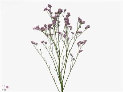 Limonium Silver Pink