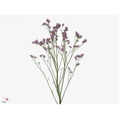 Limonium Silver Pink