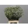 Limonium Sin China White