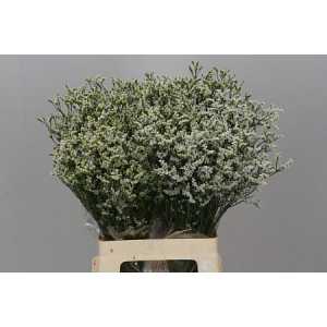 Limonium Sin China White