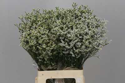 Limonium Sin China White