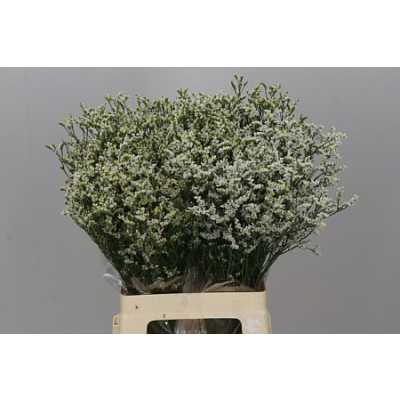 Limonium Sin China White