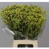 Limonium Sin China Yellow
