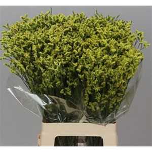 Limonium Sin China Yellow