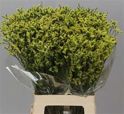 Limonium Sin China Yellow