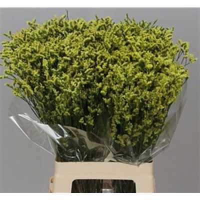 Limonium Sin China Yellow