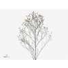 Limonium Sin Pink Anouchka Diamond