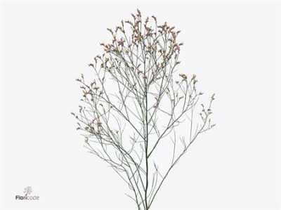 Limonium Sin Pink Anouchka Diamond
