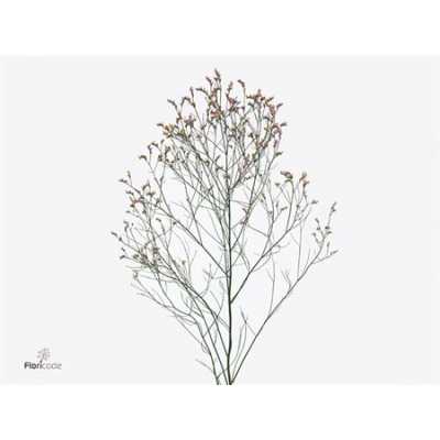 Limonium Sin Pink Anouchka Diamond