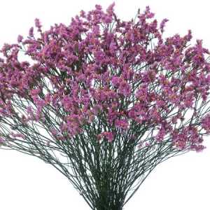 Limonium Sin Princess Diamond