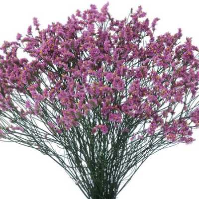 Limonium Sin Princess Diamond