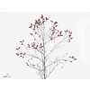 Limonium Sin Scar Diamond Red