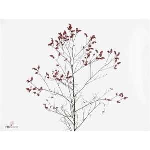 Limonium Sin Scar Diamond Red