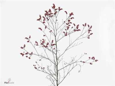 Limonium Sin Scar Diamond Red