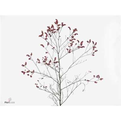 Limonium Sin Scar Diamond Red