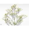 Limonium Sin Spring Diamond