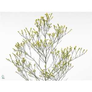 Limonium Sin Spring Diamond