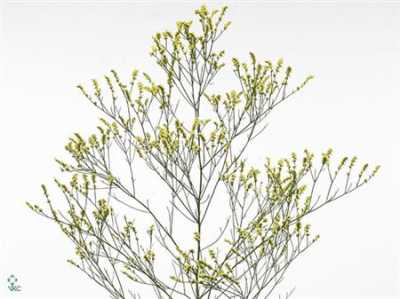 Limonium Sin Spring Diamond