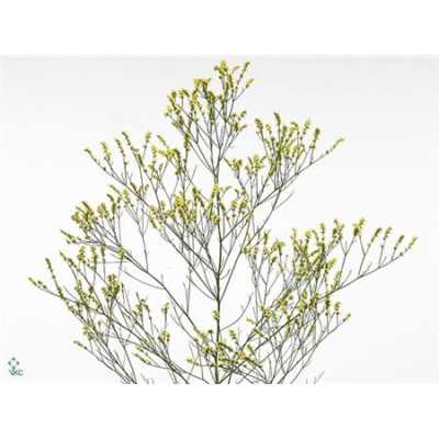 Limonium Sin Spring Diamond