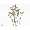 Limonium Statice Apricot