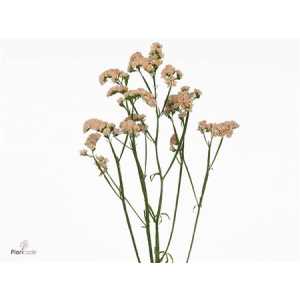 Limonium Statice Apricot