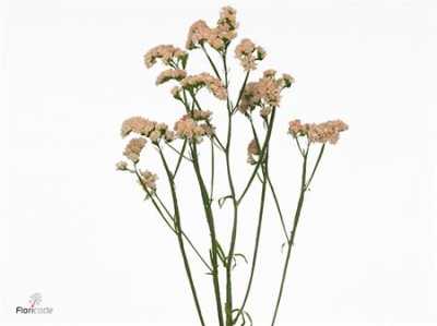 Limonium Statice Apricot