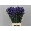 Limonium Statice Blue Imp