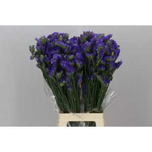 Limonium Statice Blue Imp