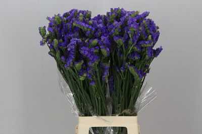 Limonium Statice Blue Imp