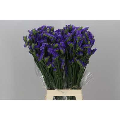 Limonium Statice Blue Imp
