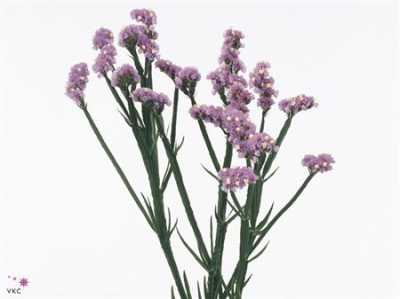 Limonium Statice Milka Imp