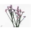 Limonium Statice Milka Pale Imp