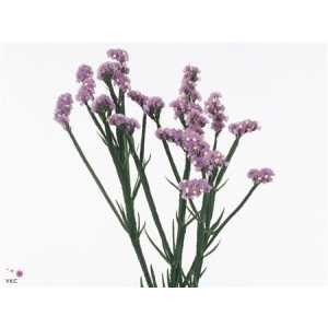 Limonium Statice Milka Pale Imp