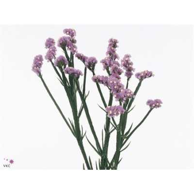 Limonium Statice Milka Pale Imp