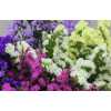 Limonium Statice Mixed Holl