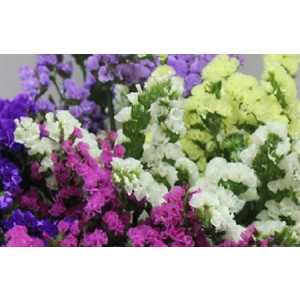 Limonium Statice Mixed Holl