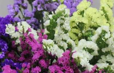 Limonium Statice Mixed Imp