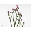 Limonium Statice Rosa Holl