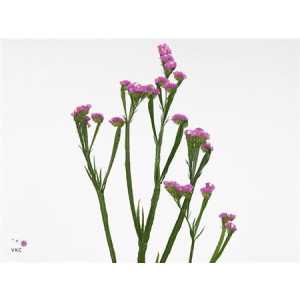 Limonium Statice Rosa Holl