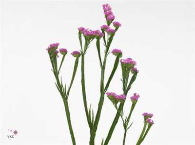 Limonium Statice Rosa Holl