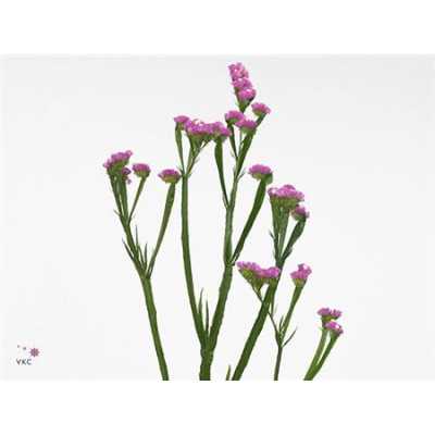 Limonium Statice Rosa Holl