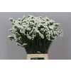 Limonium Statice White Holl